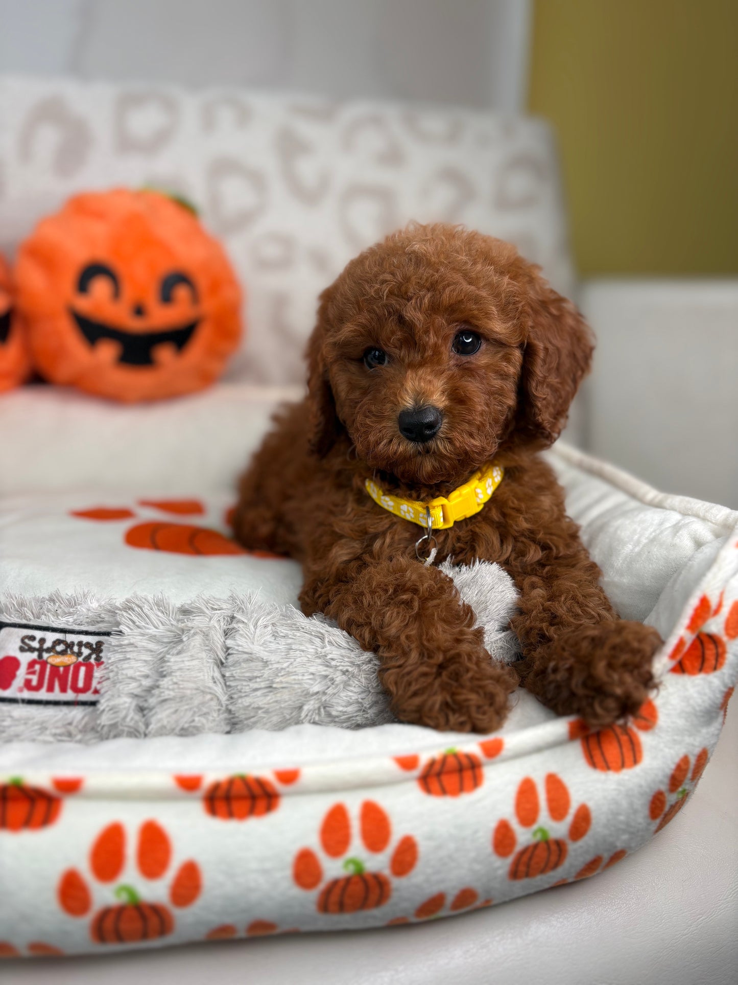 Red Female Miniature Poodle ( Deposit Only, Please Read The DESCRIPTION Below‼️)