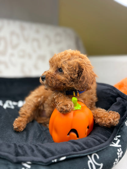 Apricot Female Teacup Poodle (Deposit Only Please Read The DESCRIPTION Below‼️