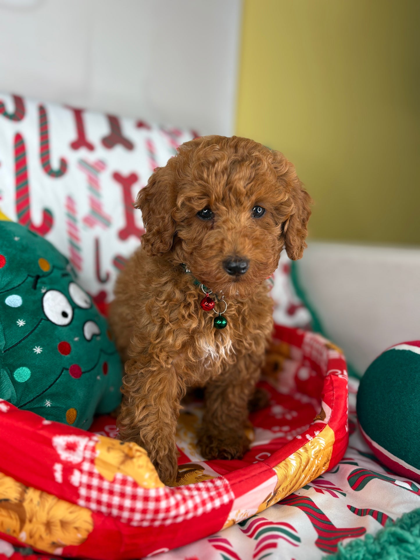 Red Male Miniature Poodle  (Deposit Only ‼️ Please Read The DESCRIPTION Below‼️)