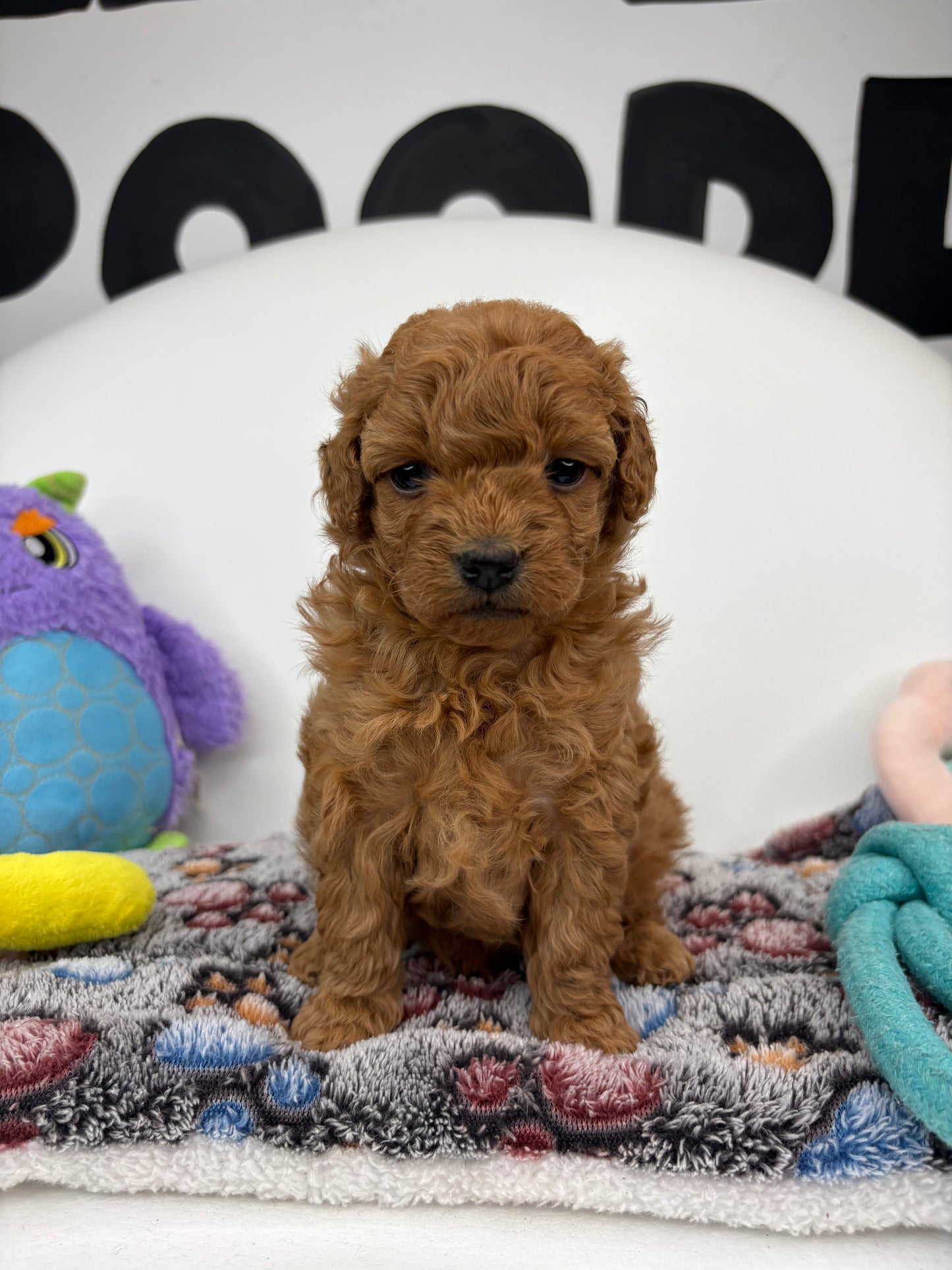Ruby The Red Female Toy Poodle (Deposit Only‼️ Please Read The Description Below‼️)