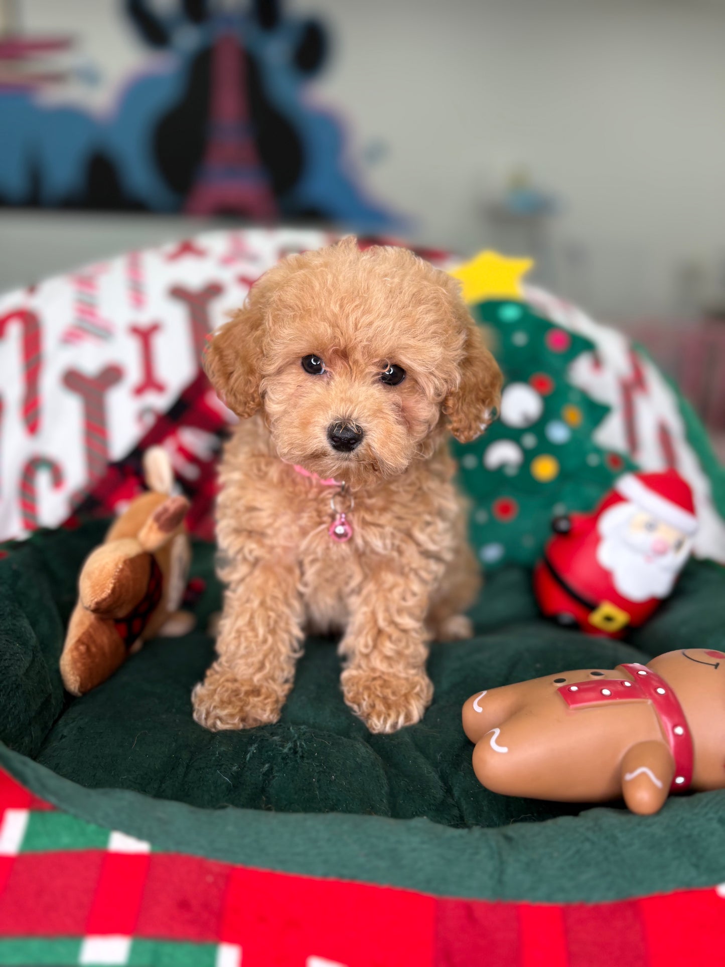 Apricot Male Toy Poodle (Deposit Only‼️ Please Read The DESCRIPTION Below‼️)