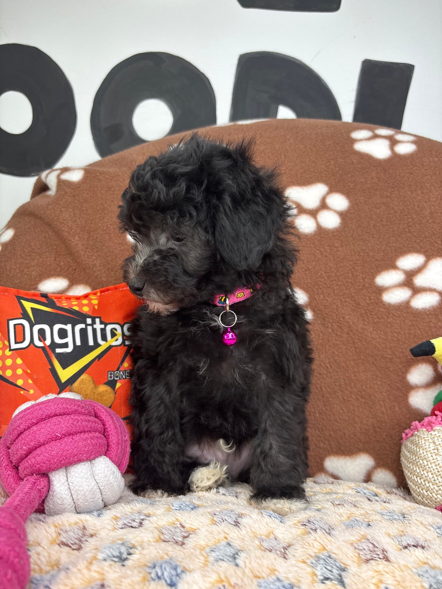 Black Male Toy Poodle (Deposit Only‼️Please Read The Description Below‼️)