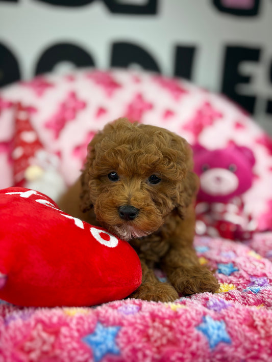 Red Male Toy Poodle 🐩 (Deposit Only‼️Please Read The Description Below‼️)