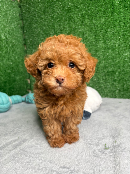 Zen The Micro Poodle 🐩 (Deposit Only ‼️Please Read The Description Below‼️)