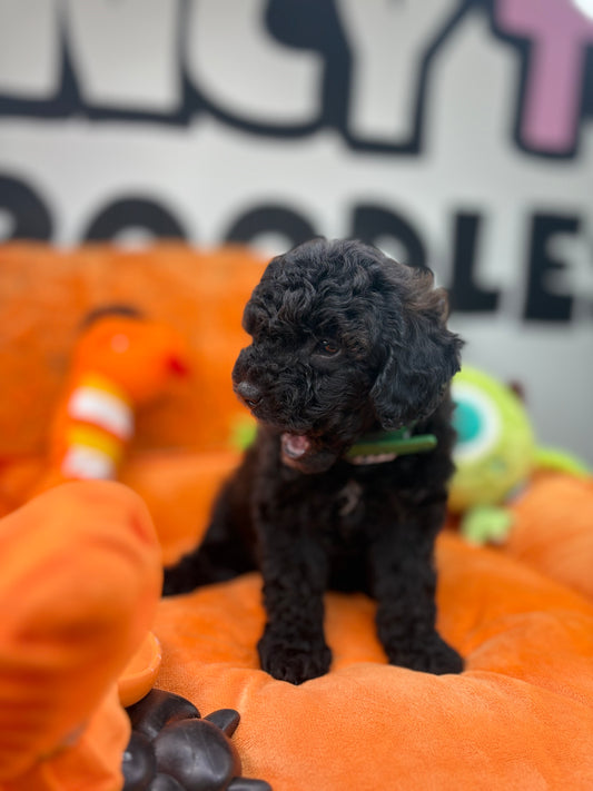 Tiny Black Male Toy Poodle 🐩 (Deposit Only‼️Please Read The Description Below‼️)