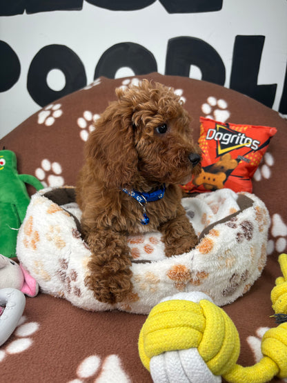 Red Male Miniature Poodle (Deposit Only ‼️ Please Read The DESCRIPTION Below‼️)