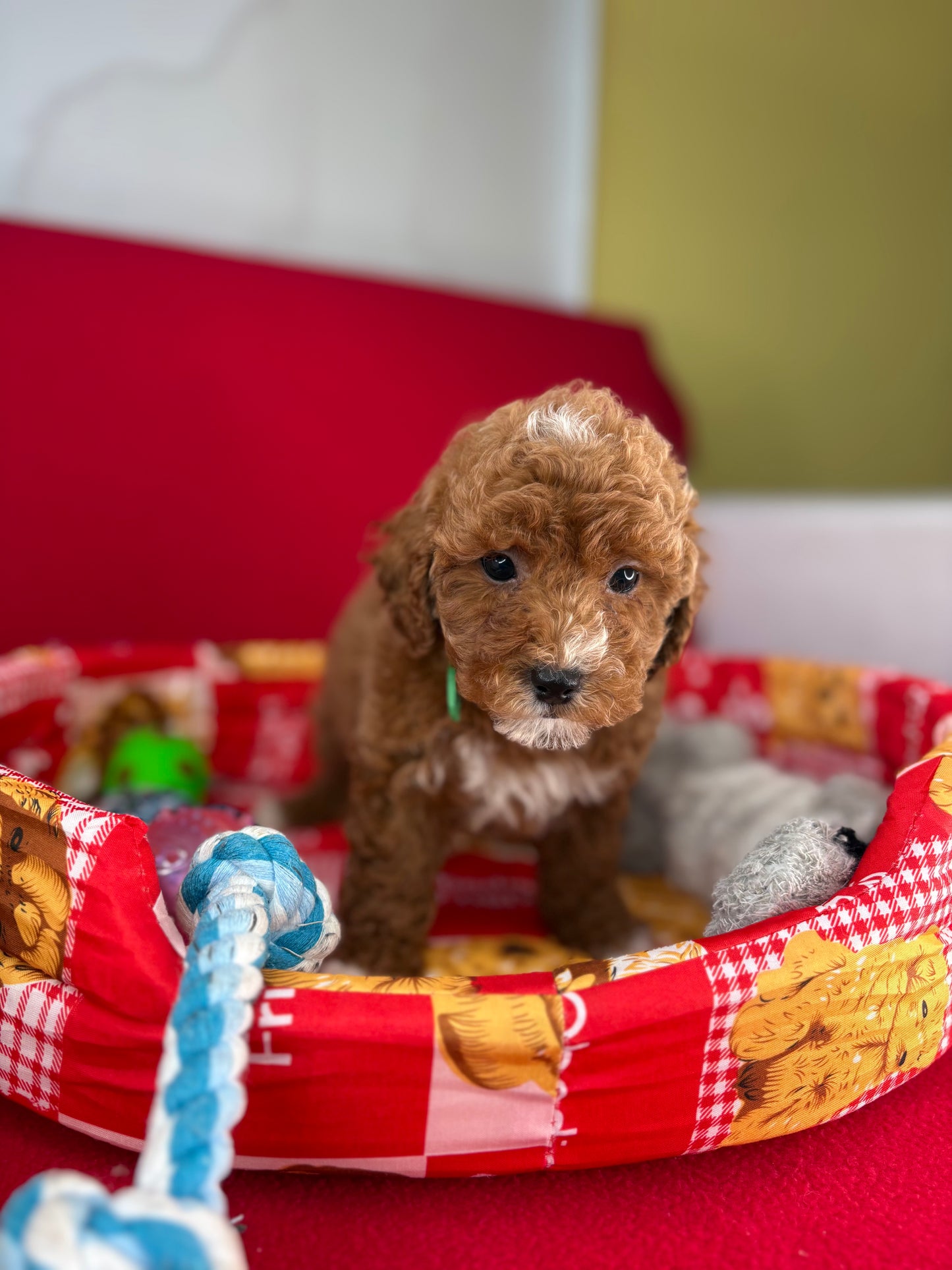 Red Male Toy Poodle (Deposit Only‼️Please Read The Description Below‼️)