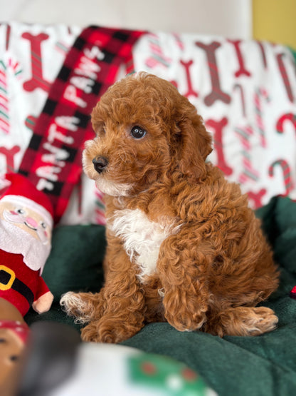 Red Male Toy Poodle (Deposit Only ‼️ Please Read DESCRIPTION Below‼️)