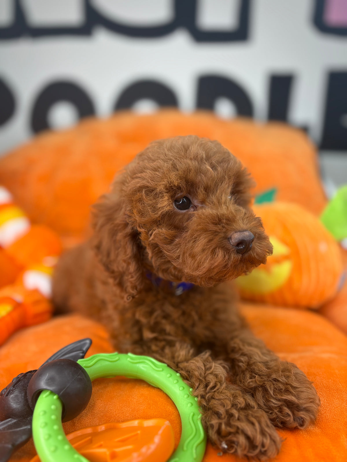 Dark Red Male Toy Poodle (Deposit Only, Please Read The Description Below‼️)