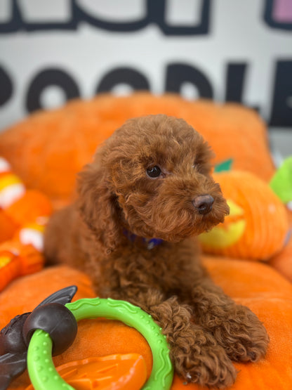Dark Red Male Toy Poodle (Deposit Only, Please Read The Description Below‼️)