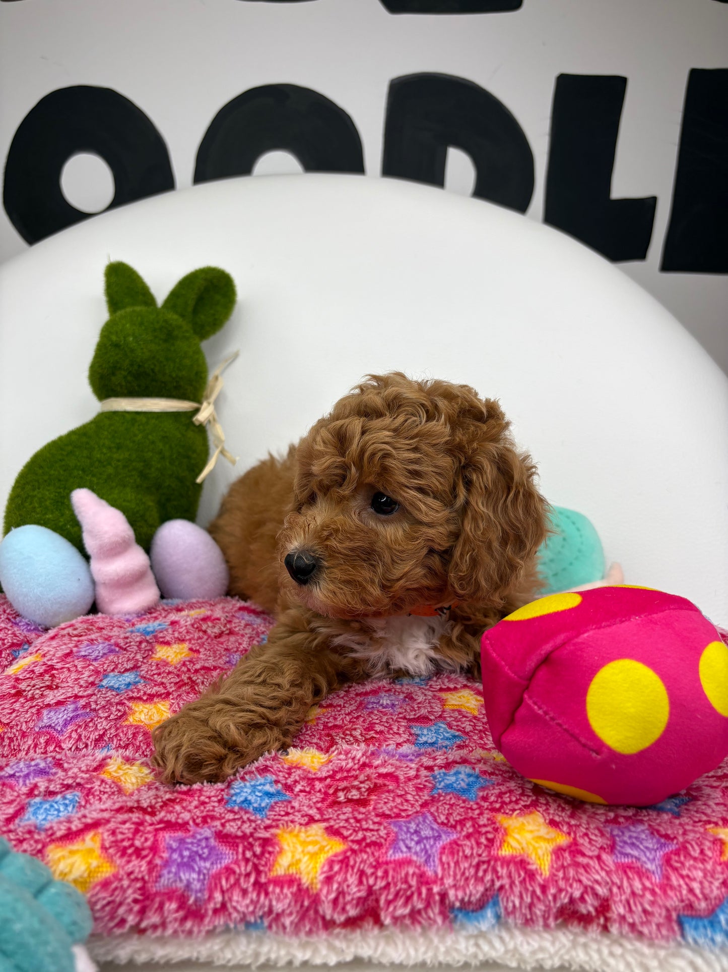 Apricot Female Toy Poodle 🐩 (Deposit Only‼️Please Read The Description Below‼️)