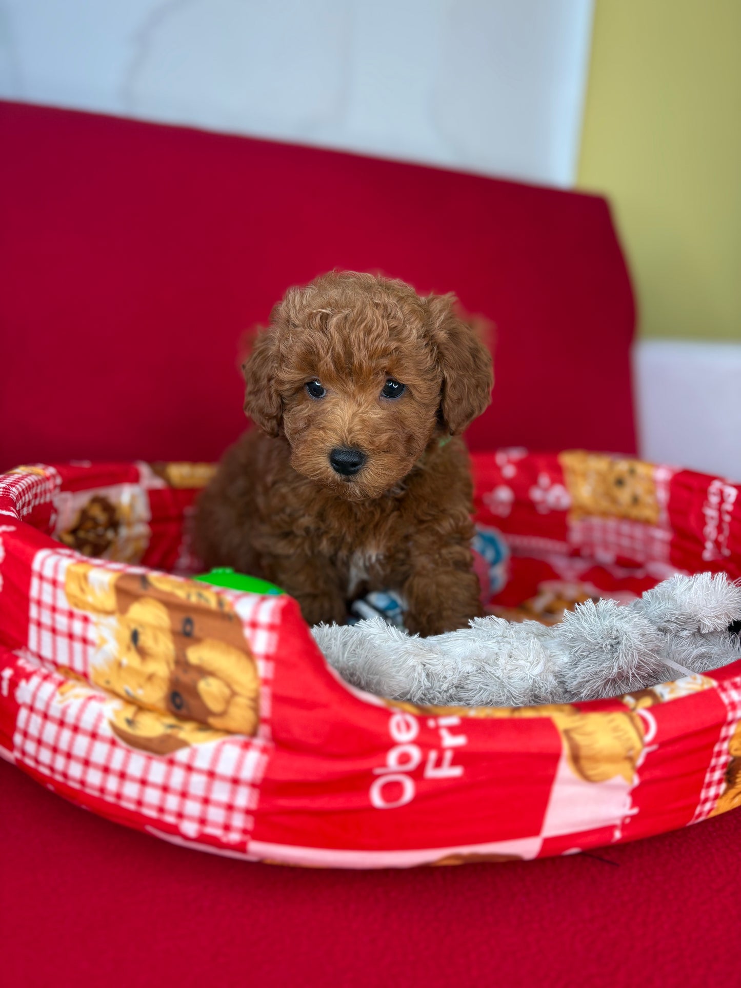 Red Male Toy Poodle 🐩 (Deposit Only‼️Please Read The Description Below‼️)