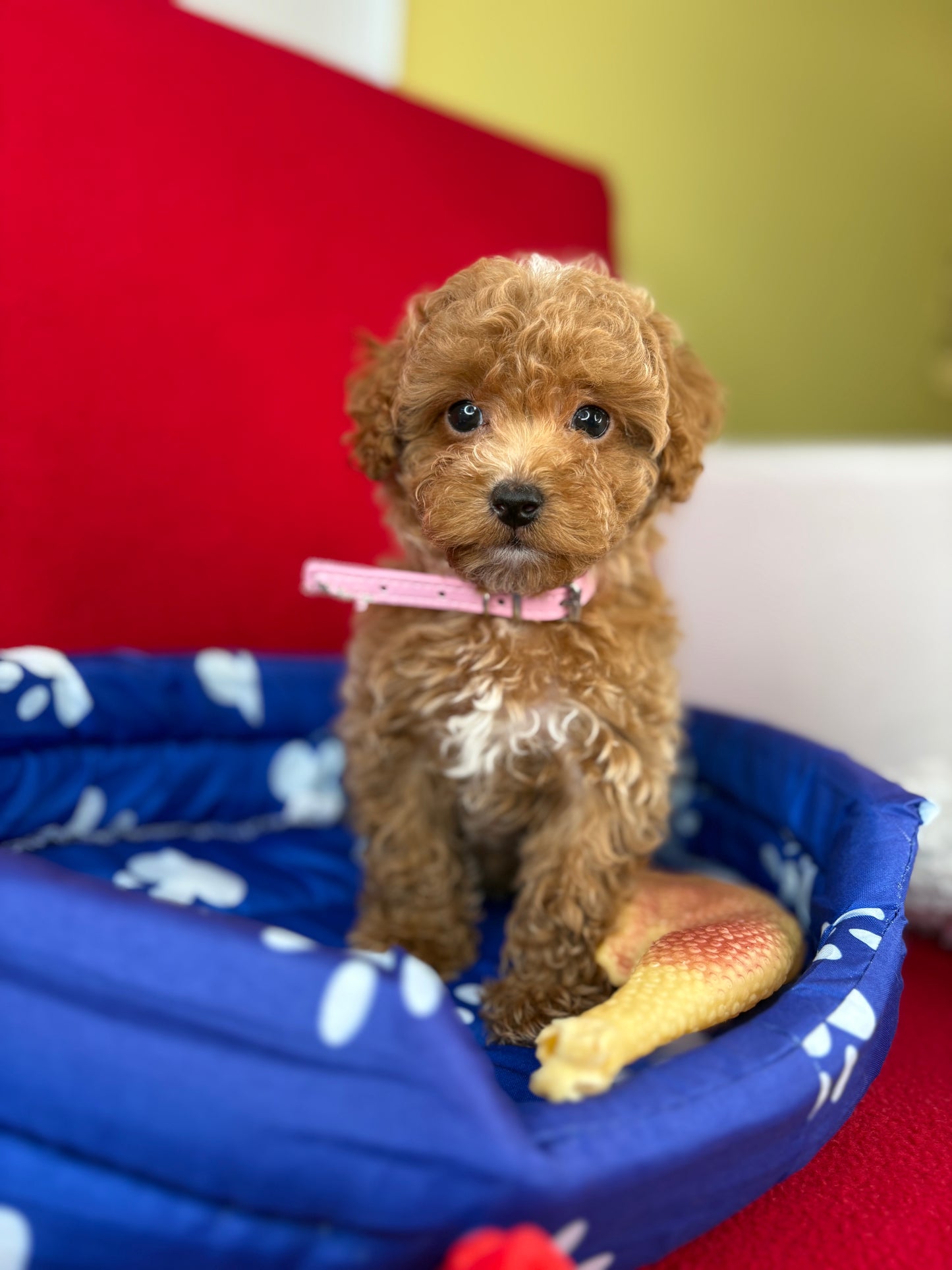 Female Teacup Poodle “Twin 2” (Deposit Only‼️ Please Red The DESCRIPTION Below‼️)