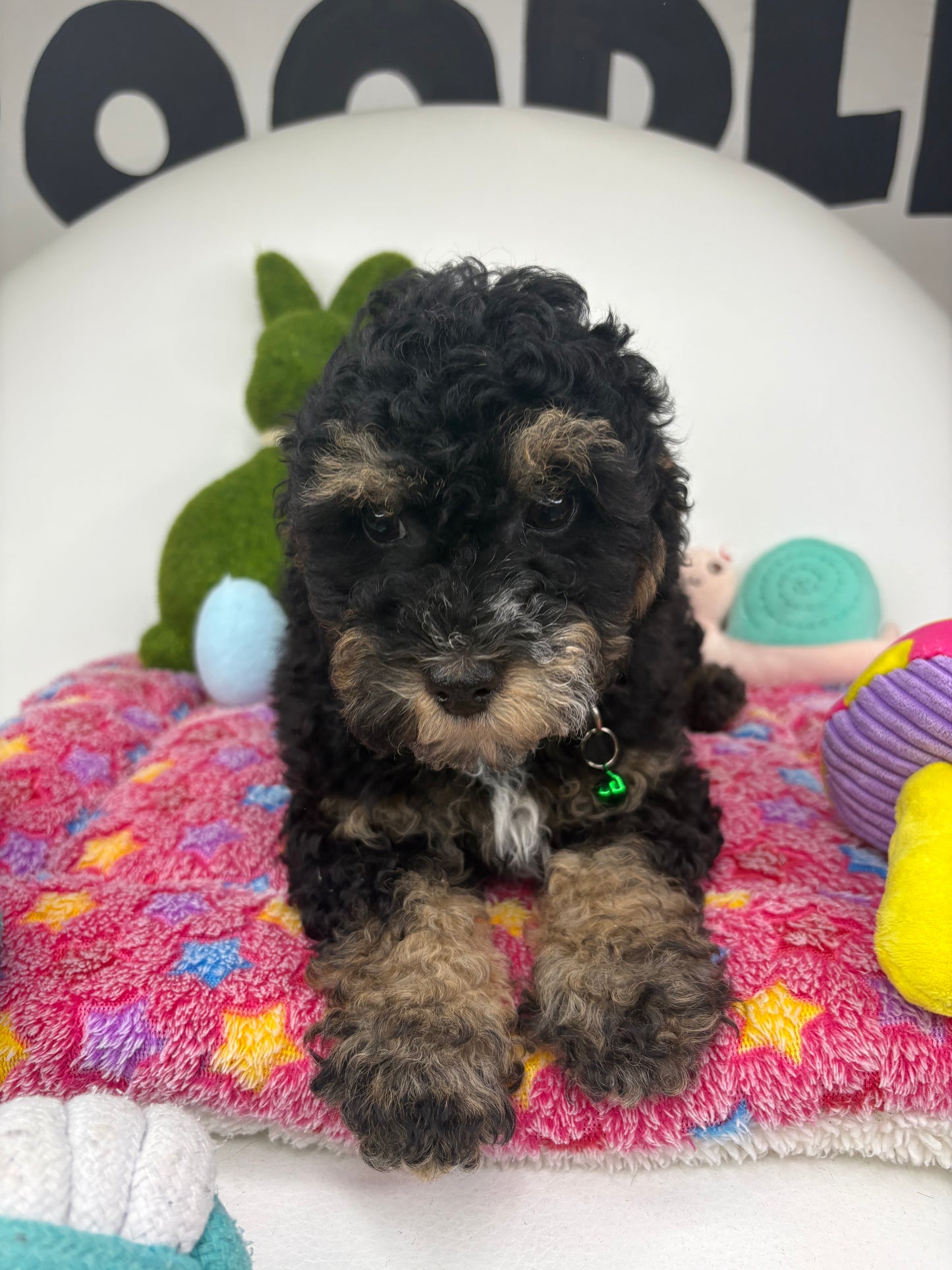 Red Phantom Male Toy Poodle (Deposit Only‼️Please Read The Description Below‼️)