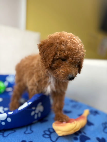 Female Toy Poodle ( Deposit Only, Please Read The DESCRIPTION Below‼️)