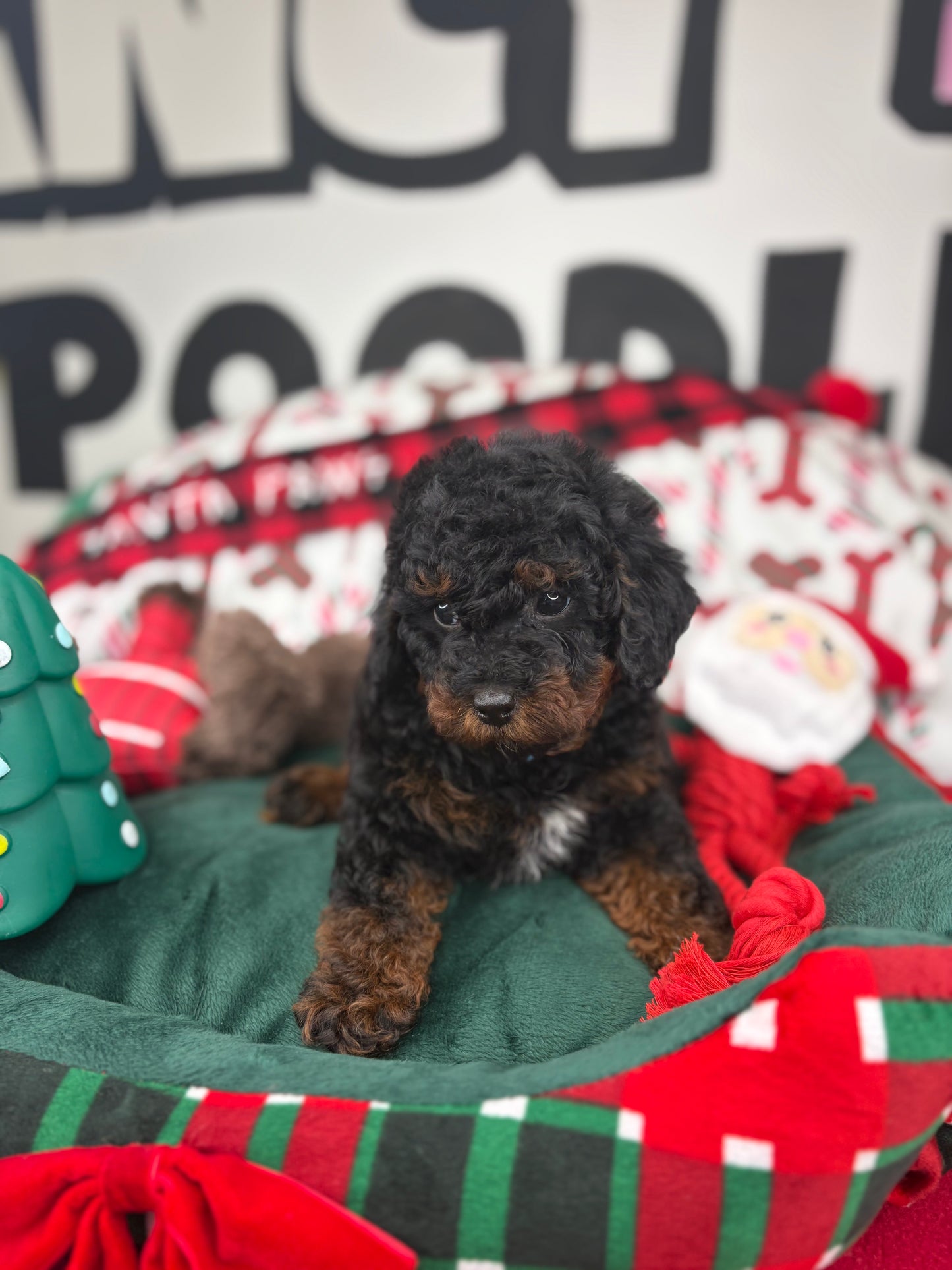 Red Phantom Male Toy Poodle (Deposit Only‼️Please Read The Description Below‼️)