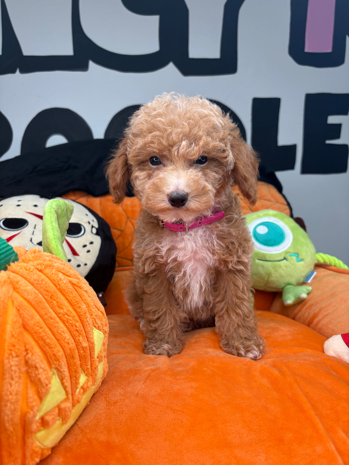 Tiny Apricot Male Toy Poodle (Deposit Only ‼️ Please Read DESCRIPTION Below‼️)