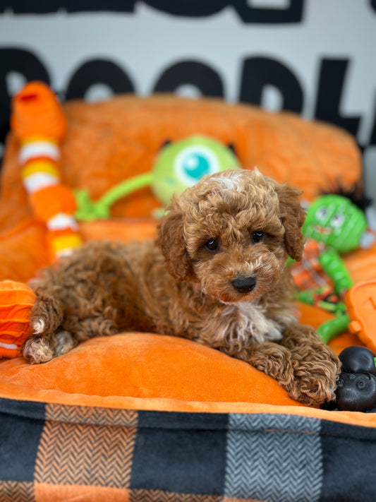 Red And White Male Toy Poodle (Deposit Only‼️Please Read The Description Below‼️)