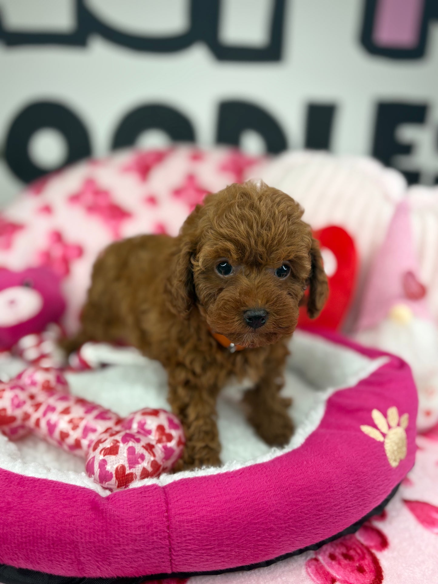 Dark Red Male Teacup Poodle (Deposit Only Please Read The DESCRIPTION Below‼️
