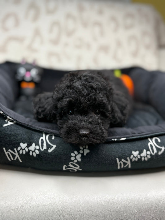 Black Male Teacup Poodle Deposit Only‼️ (Please DESCRIPTION Read Below‼️)