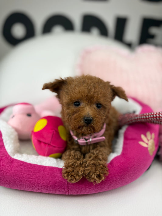Red Female Micro Poodle (Deposit Only‼️Please Read The Description Below‼️)