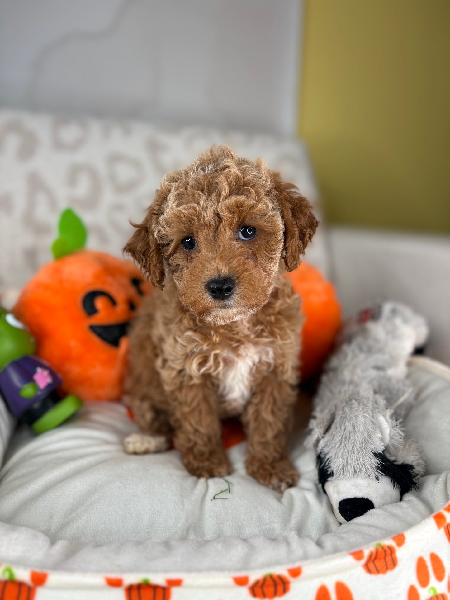 Apricot Male Toy Poodle (Deposit Only‼️Please Read The Description Below‼️)