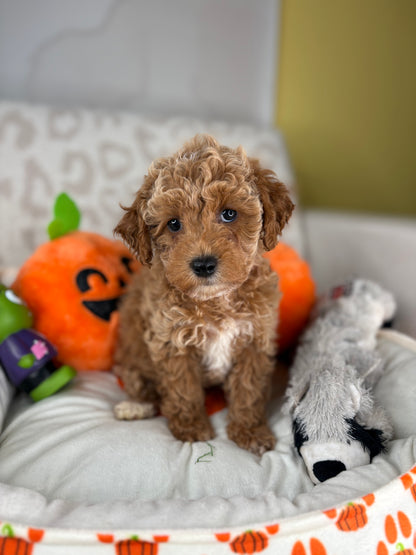 Apricot Male Toy Poodle (Deposit Only‼️Please Read The Description Below‼️)