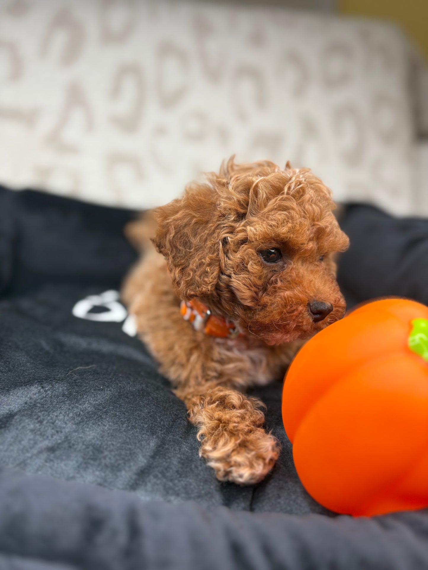 Apricot Male Teacup Poodle 🐩 ‼️(Deposit Only, Please Read The Description Below‼️)