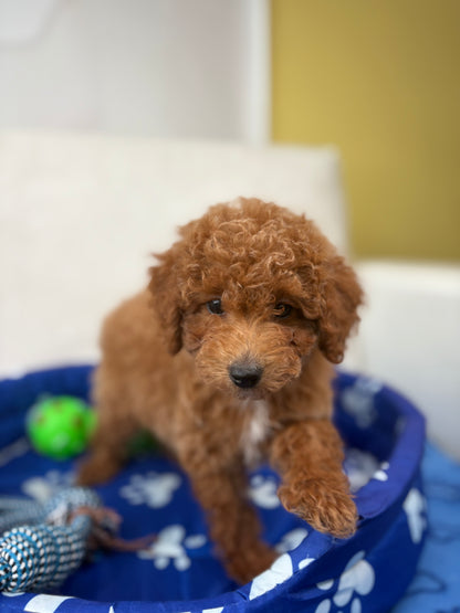 Female Toy Poodle ( Deposit Only, Please Read The DESCRIPTION Below‼️)