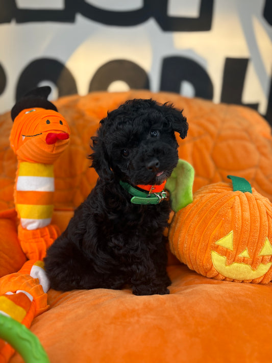 Black Male Teacup Poodle ‼️(Deposit Only ‼️ Please Read The Description Below ‼️)
