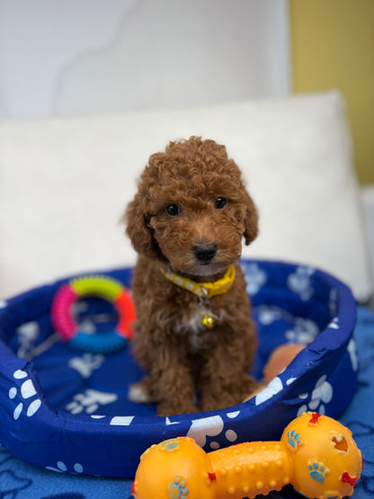 Female Toy Poodle (Deposit Only‼️Please Read The Description Below‼️)