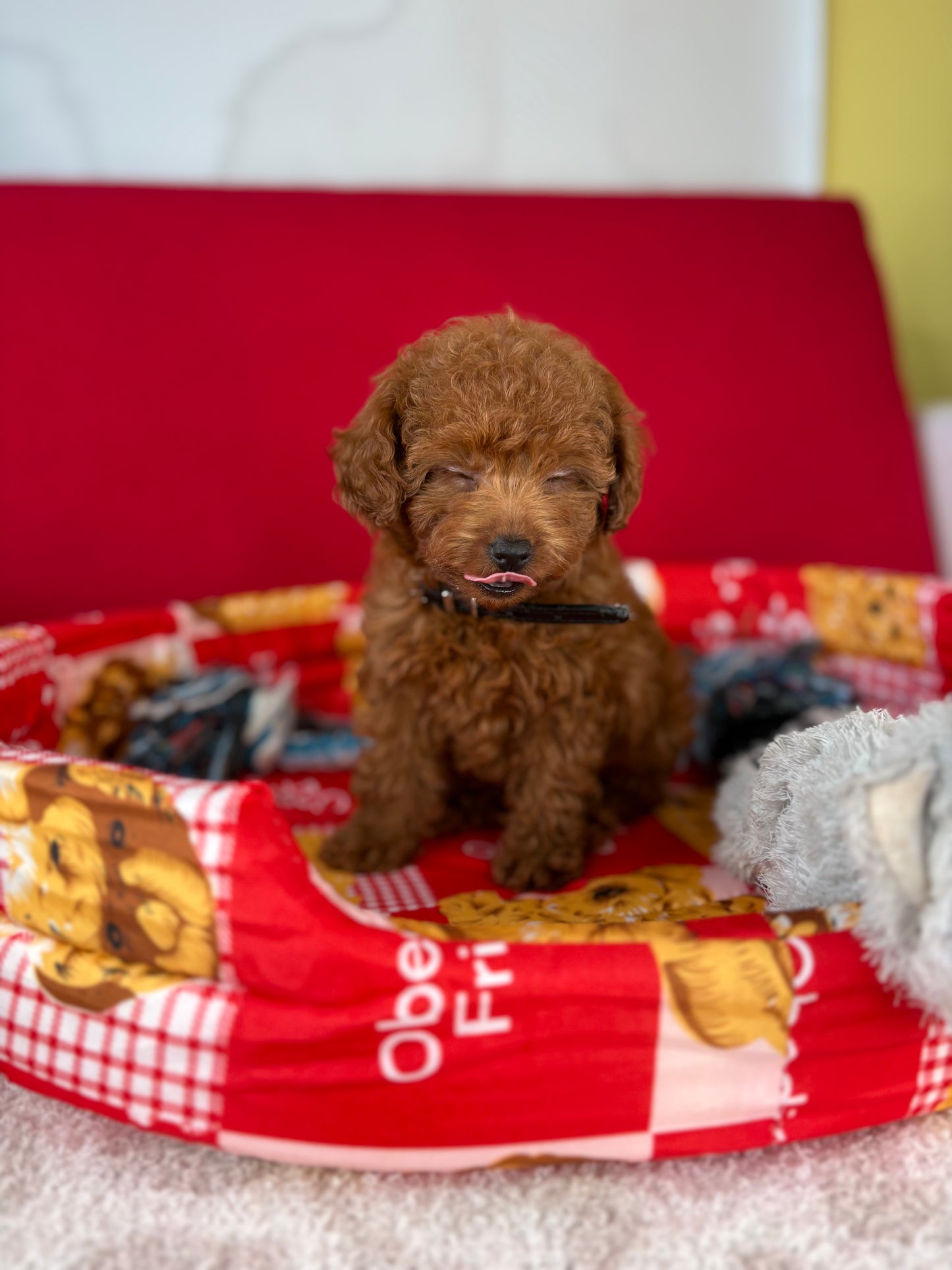 Dark Red Female Teacup Poodle (Deposit Only‼️ Please Red The DESCRIPTION Below‼️)