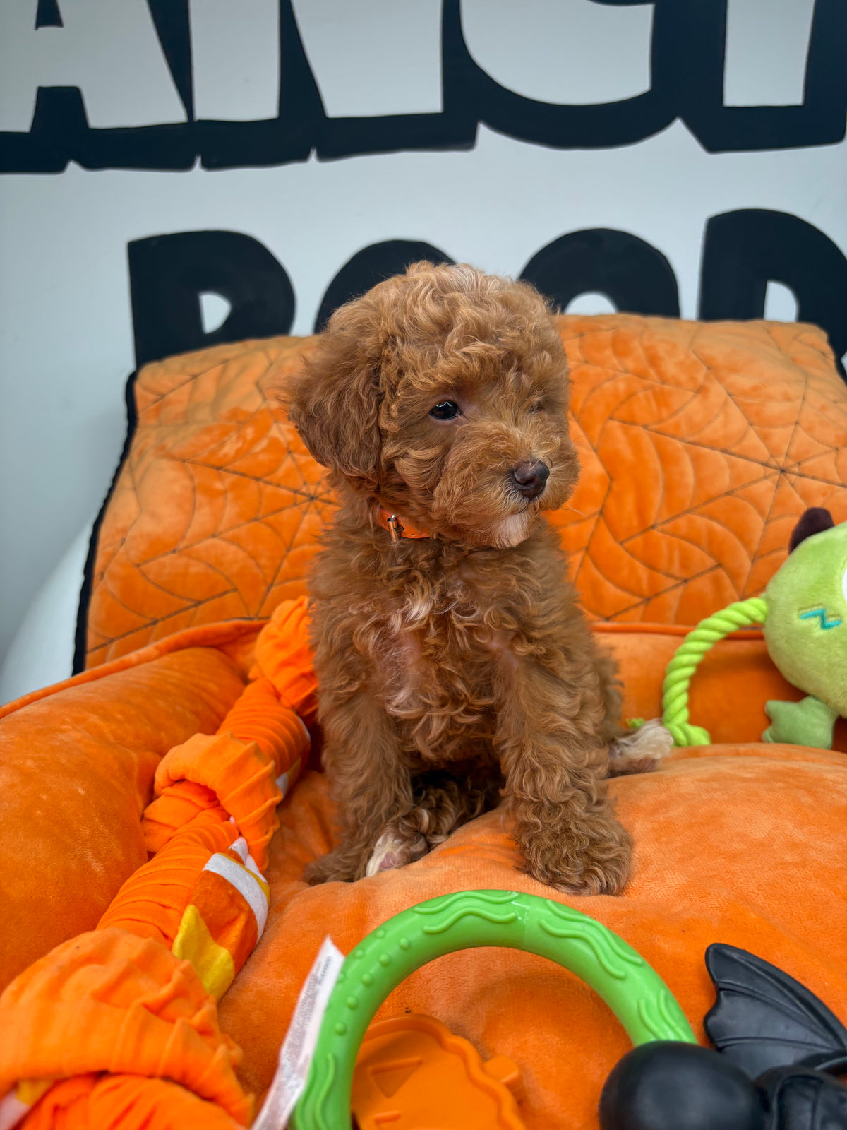 Apricot Female Toy Poodle (Deposit Only‼️ Please Read The DESCRIPTION Below‼️)