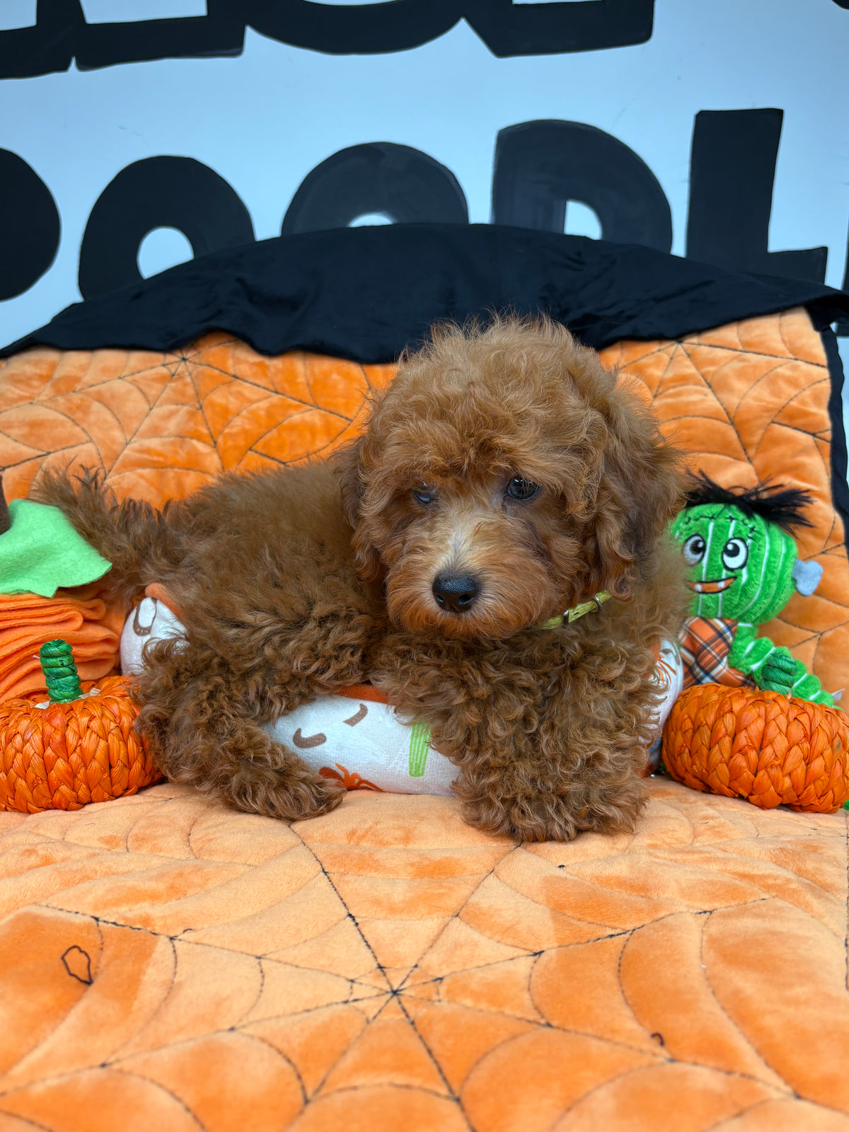 Apricot Male Miniature Poodle (Deposit Only ‼️ Please Read The DESCRIPTION Below‼️)