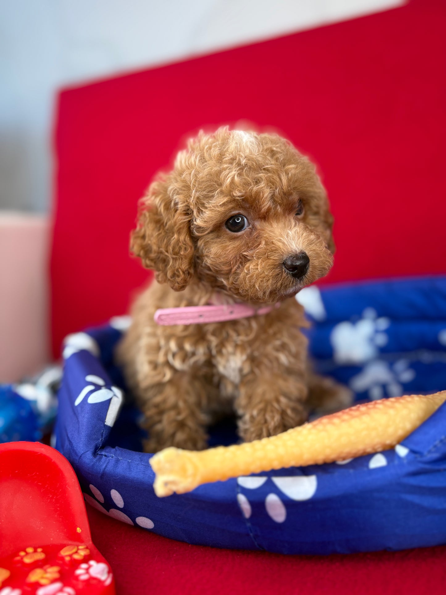 Female Teacup Poodle “Twin 1” ‼️(Deposit Only, Please Read The Description Below‼️)