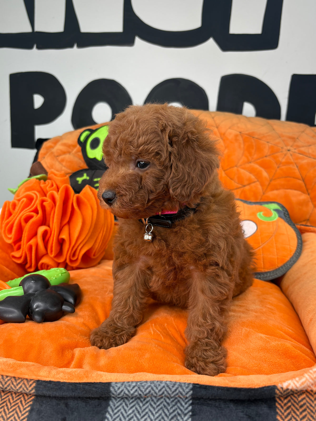 Dark Red Male Toy Poodle ( Deposit Only ‼️ Please Read DESCRIPTION Below‼️)