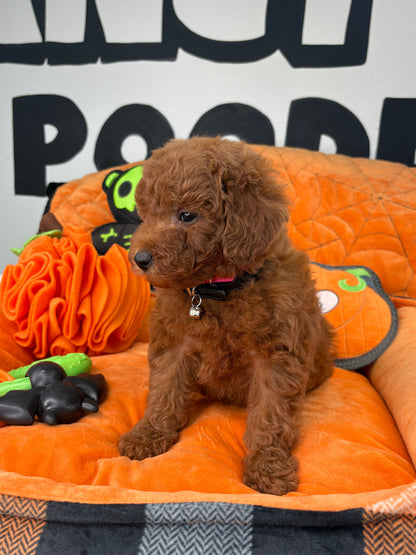 Dark Red Male Toy Poodle ( Deposit Only ‼️ Please Read DESCRIPTION Below‼️)