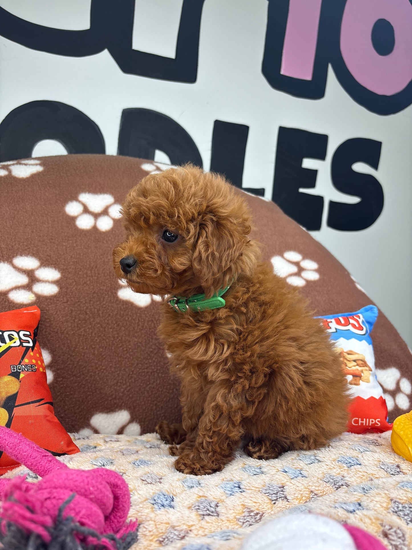 Dark Red Male Toy Poodle 🐩 (Deposit Only‼️Please Read The Description Below‼️)