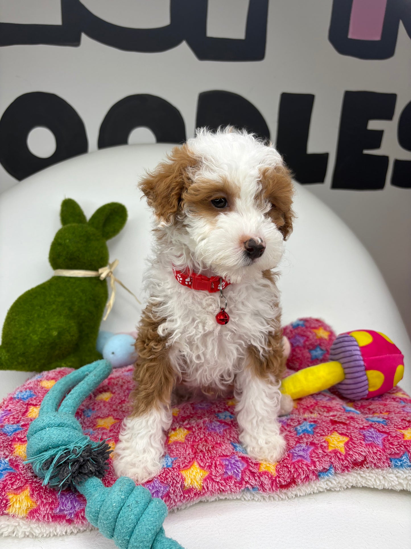 Red And White Male Miniature Poodle  (Deposit Only ‼️ Please Read The DESCRIPTION Below‼️)