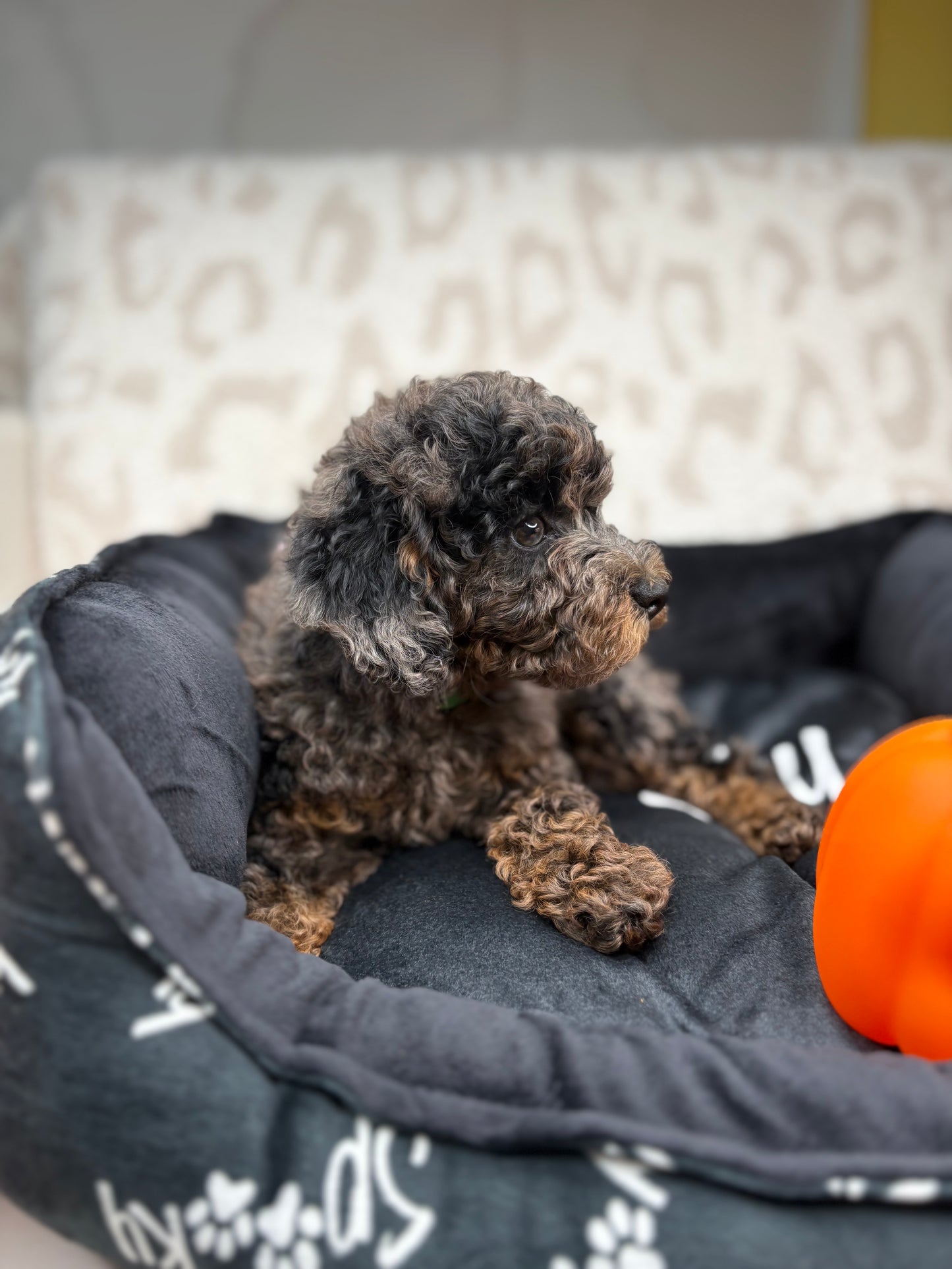 Merle Phantom Female Toy Poodle (Deposit Only‼️ Please Read The Description Below‼️)