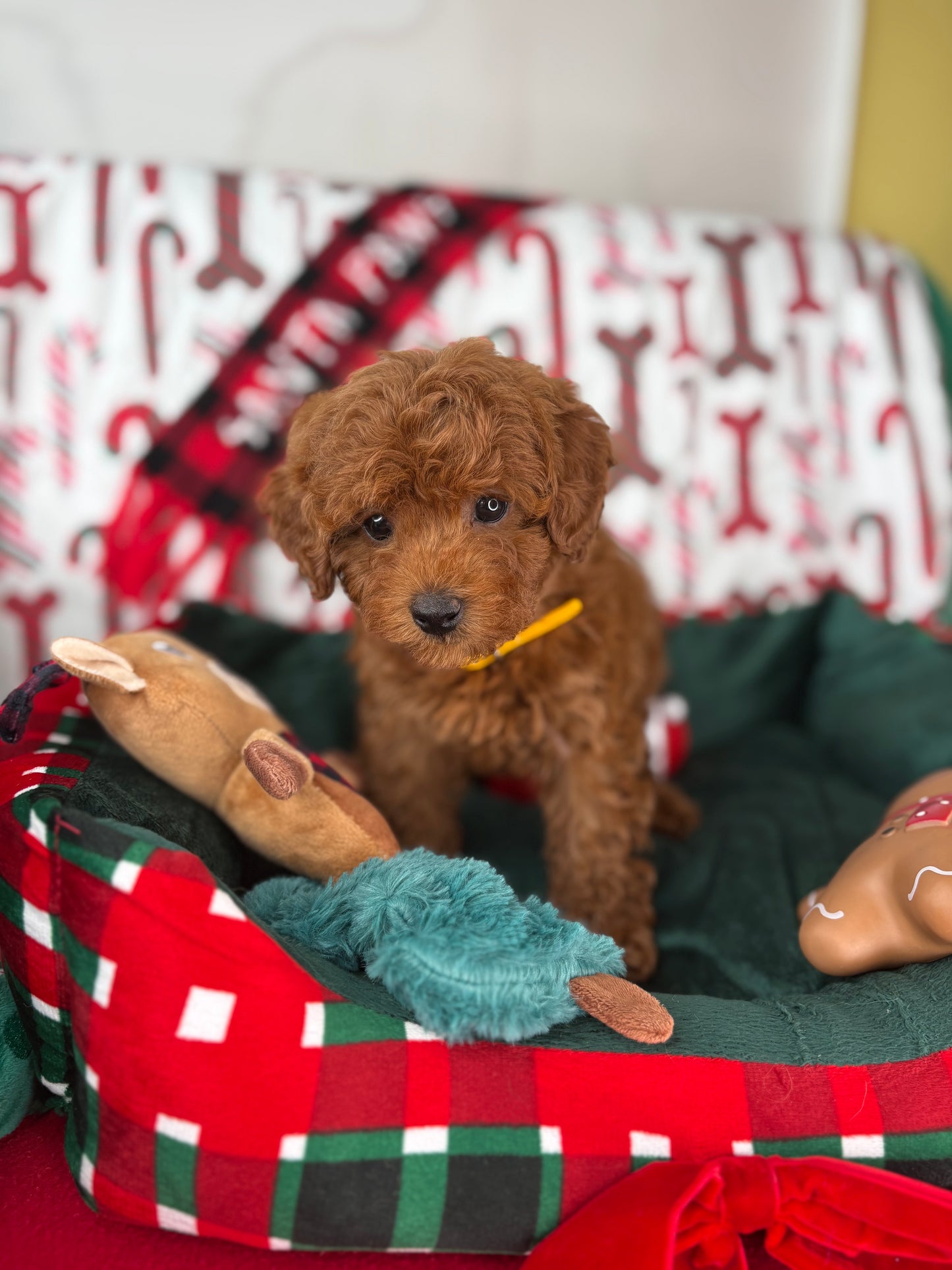 Dark Red Female Teacup Poodle (Deposit Only Please Read The DESCRIPTION Below‼️