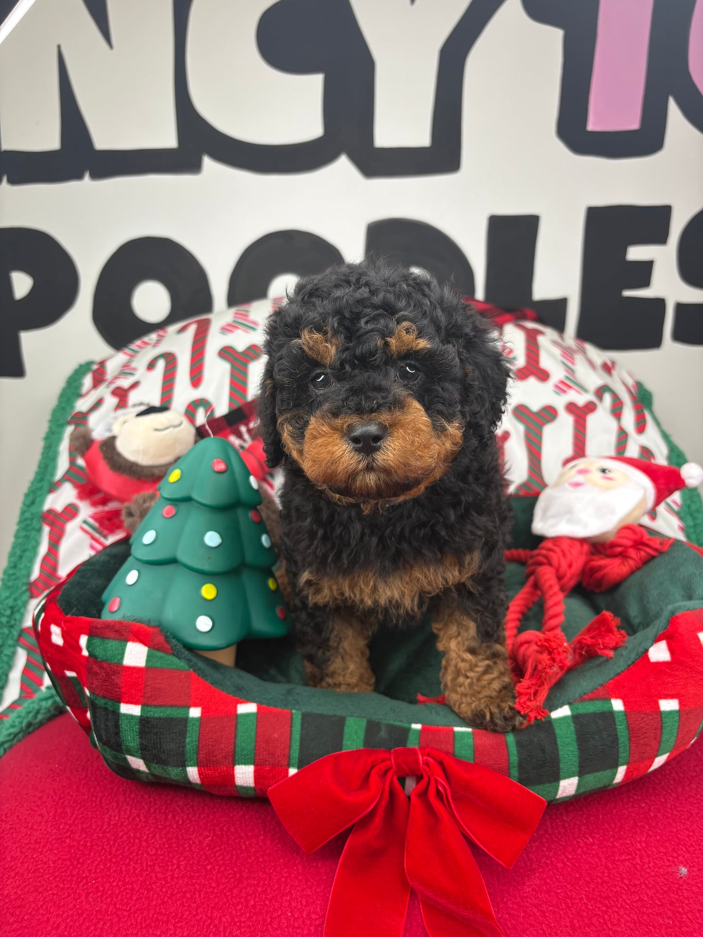 Red Phantom Male Toy Poodle 🐩 (Deposit Only‼️Please Read The Description Below‼️)