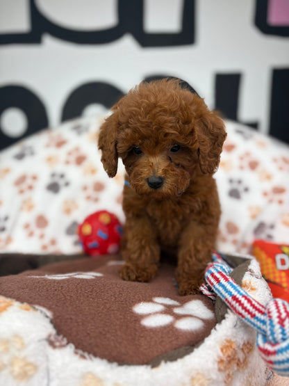 Dark Red Female Toy Poodle ‼️(Deposit Only ‼️ Please Read The Description Below ‼️)