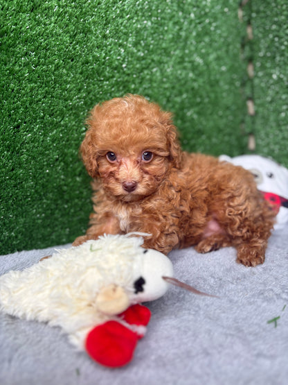 Major The Micro Poodle (Deposit Only ‼️Please Read The Description Below‼️)
