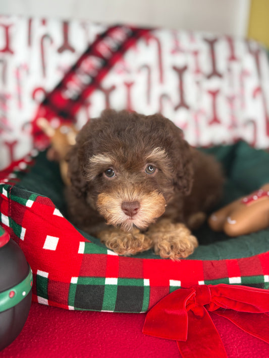 Chocolate Phantom Male Toy Poodle ( Deposit Only, Please Read The DESCRIPTION Below‼️)