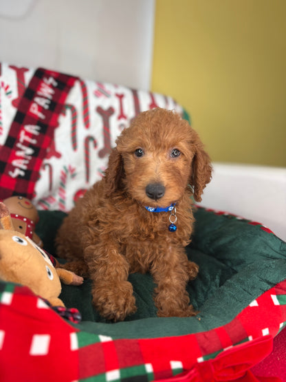 Red Female Miniature Poodle (Deposit Only ‼️ Please Read The DESCRIPTION Below‼️)