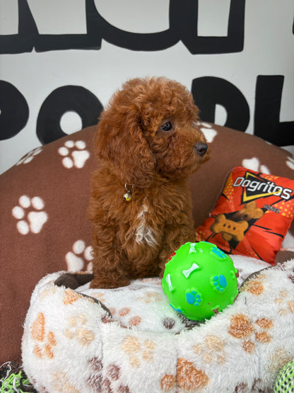 Dark Red Male Miniture Poodle (Deposit Only, Please Read The Description Below‼️)