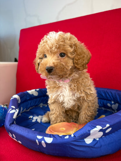 Apricot Male Toy Poodle ‼️(Deposit Only ‼️ Please Read The Description Below ‼️)