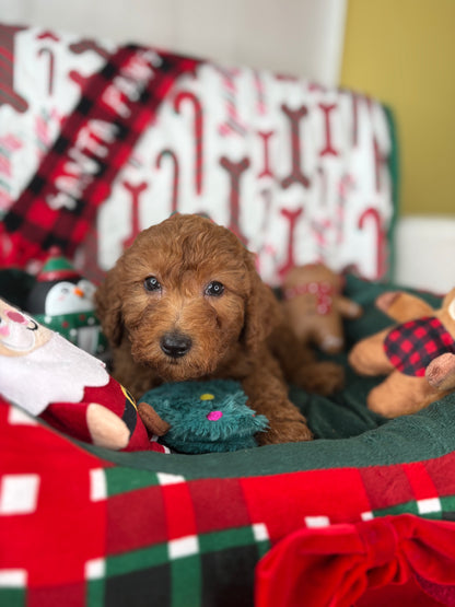 Red Male Miniture Poodle  (Deposit Only, Please Read The Description Below‼️)