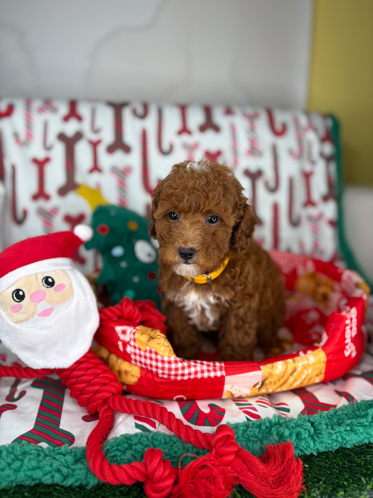 Dark Red And White Male Toy Poodle (Deposit Only‼️Please Read The Description Below‼️)